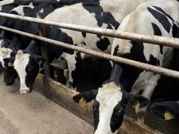 Vaca, Raza Holstein