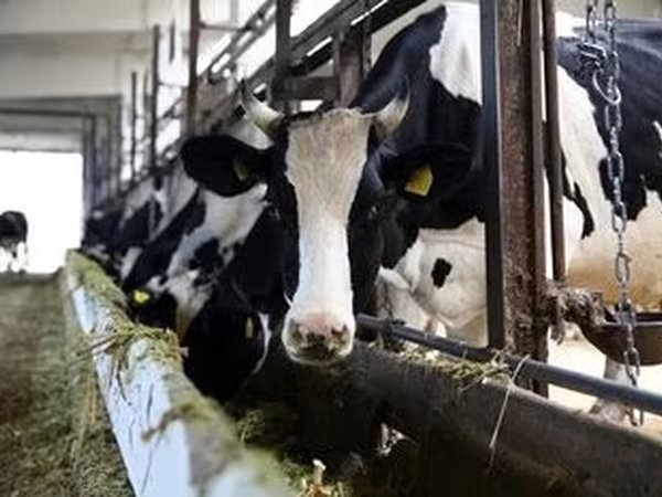 Holstein fajta