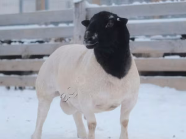 Koç, Dorper sheep