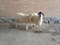 Cabro, Cabras — foto 2