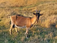 Ziege, Alpine goat — Foto 1