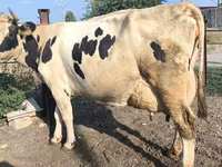 بقرة, Swiss cattle — الصورة 6