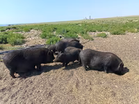 नर सूअर, Вьетнамская вислобрюхая — फ़ोटो 7