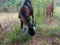 تيس, Nubian Goat — الصورة 6