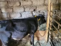 Boğa, Sığır — foto 3
