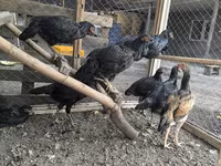 Chickens — फ़ोटो 4