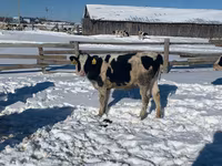 Vaca, Russian Black pied cattle — foto 2