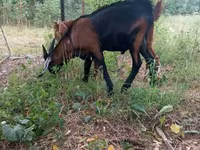 تيس, Nubian Goat — الصورة 5