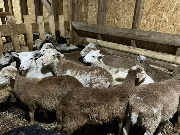 Koç, Katum sheep