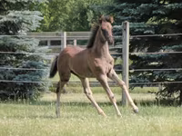 घोड़ा, Rocky Mountain Horse — फ़ोटो 4