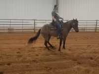Yegua, Quarter Horse — foto 5