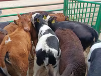 Vaca, Vaca Limousin — foto 4