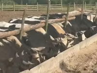 Boğa, Yaroslavl cattle — foto 3
