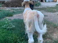 Boğa, Montbeliarde — foto 6