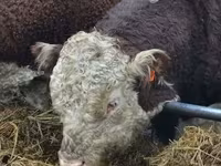 Bull, Holstein breed — photo 4