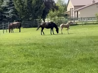 Mare, Rocky Mountain Horse — photo 5