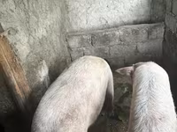 母猪, Крупная белая — 照片 3