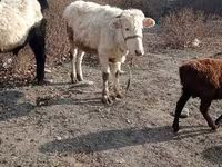 Bull, Cattle — photo 3