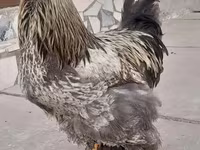 براهما — الصورة 7