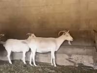عنزة, Pomellata goat — الصورة 1