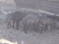 كبش, Arabi sheep — الصورة 3