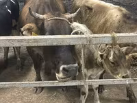 Vaca, Ukrainian Brown Dairy Cattle — foto 2