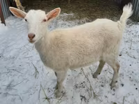 Keçi, Saanen goat — foto 1