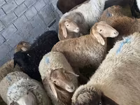 भेड़, Tian-Shan semifinewool sheep — फ़ोटो 2