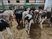 公牛, Cattle — 照片 8