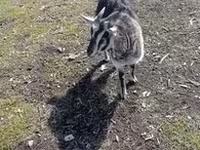 Keçi, Alpine goat — foto 6