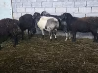 母羊, Sheep — 照片 2