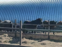 घोड़ा, Horse breed — फ़ोटो 2