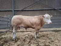 ثور, Blonde d’Aquitane cattle — الصورة 2