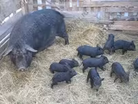 Eber, Schweine — Foto 2