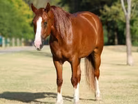 母马, Horses — 照片 3