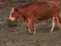 İnek, Latvian Blue cattle — foto 5
