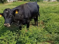 Bulle, Rote hornlose Kuh — Foto 5
