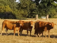 गाय, लिमोज़िन गाय — फ़ोटो 2