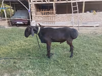 Koç, Red Karaman sheep — foto 3