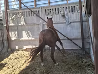 حصان, Arabian horse — الصورة 6