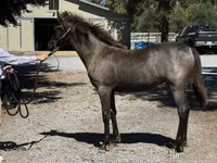 घोड़ी, Rocky Mountain Horse — फ़ोटो 2