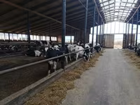 Vaca, Raza Holstein — foto 3
