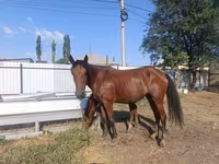 Stute, Thoroughbred horse — Foto 5