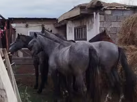 घोड़ा, Horse breed — फ़ोटो 1
