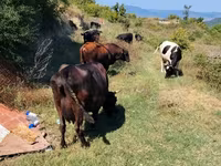 İnek, Sığır — foto 1