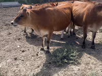 İnek, Jersey ırkı — foto 3