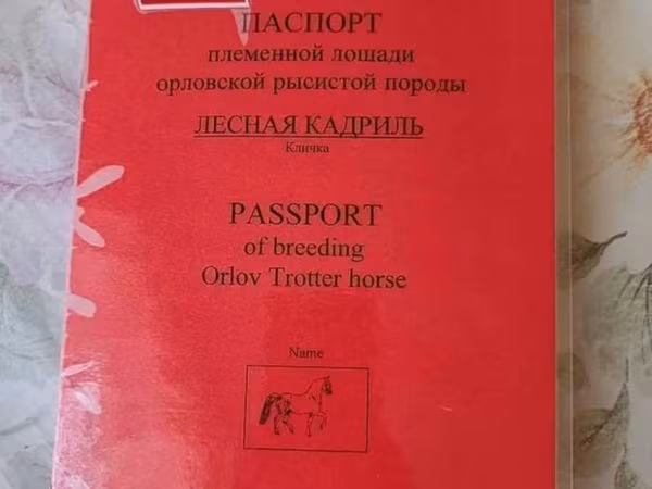 Orlov Trotter