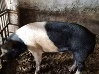 Damızlık domuz, Белорусская чёрно-пёстрая — foto 1
