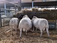 Koç, Dorper sheep — foto 4