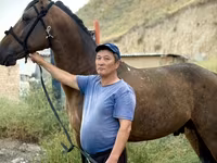 Horse (M), French Trotter — photo 4